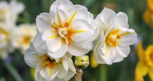 Mixed Daffodil 5 Pack